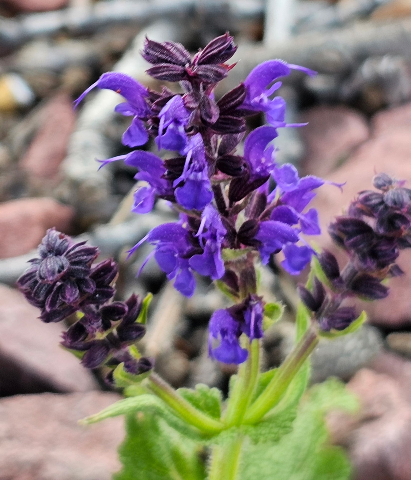 Nature photo from Traveler's R&R Recreation Ranch