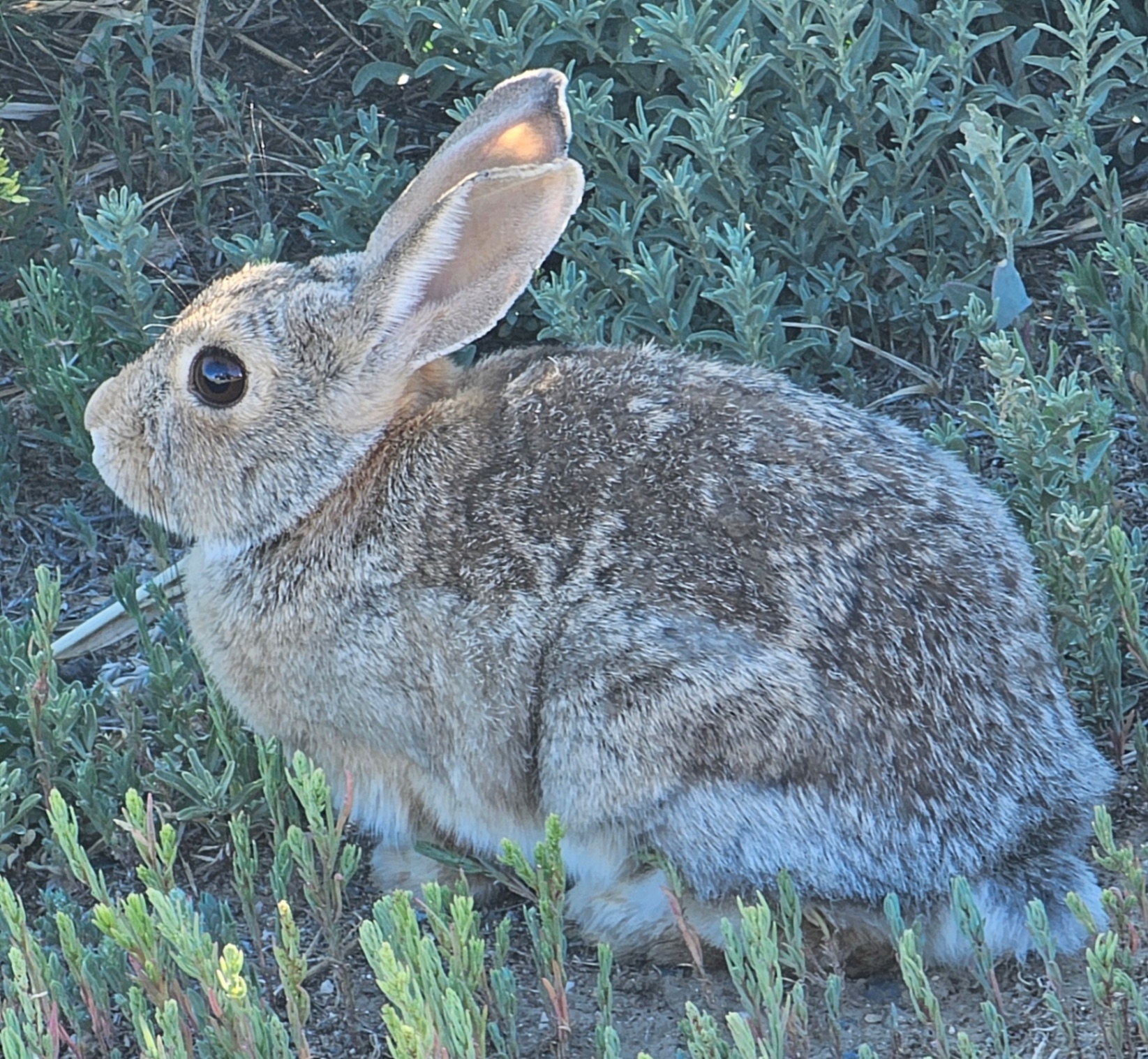 Animals photo from Traveler's R&R Recreation Ranch