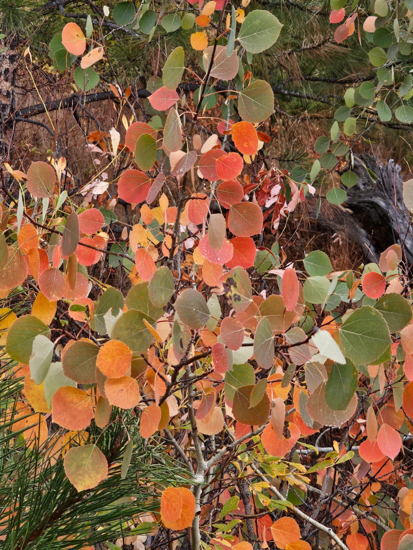 Nature photo from Traveler's R&R Recreation Ranch