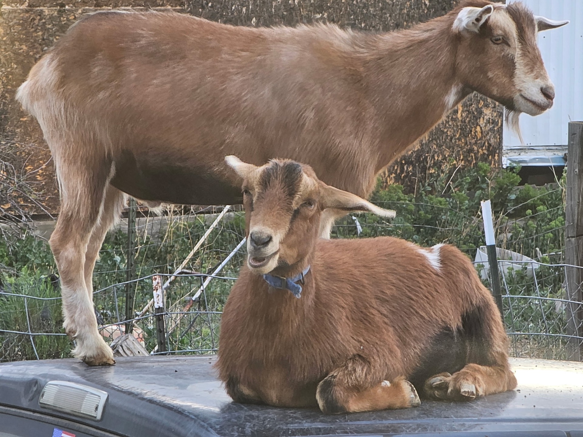 Agriculture at Traveler's R&R Recreation Ranch