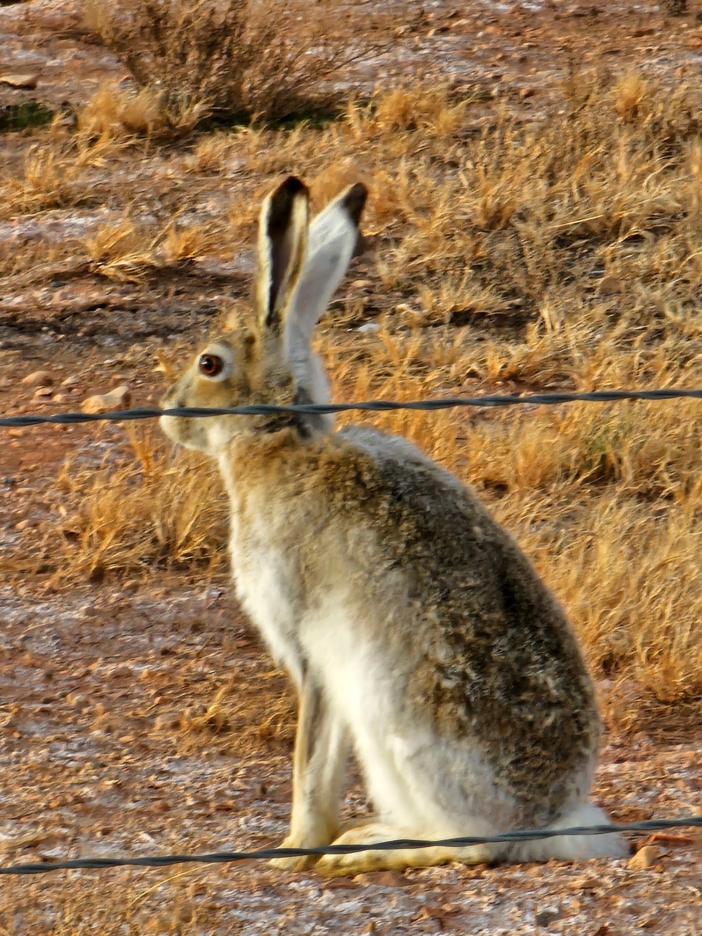 Animals photo from Traveler's R&R Recreation Ranch