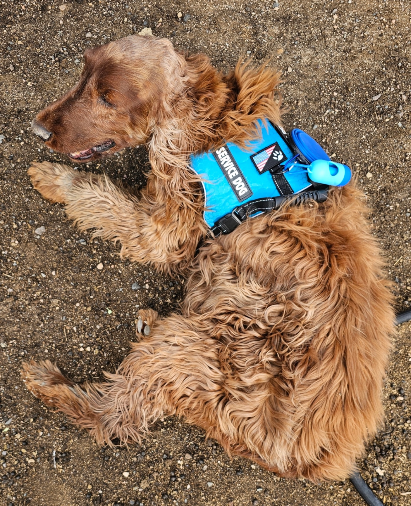 Malachi — Irish Setter • Service dog & angel