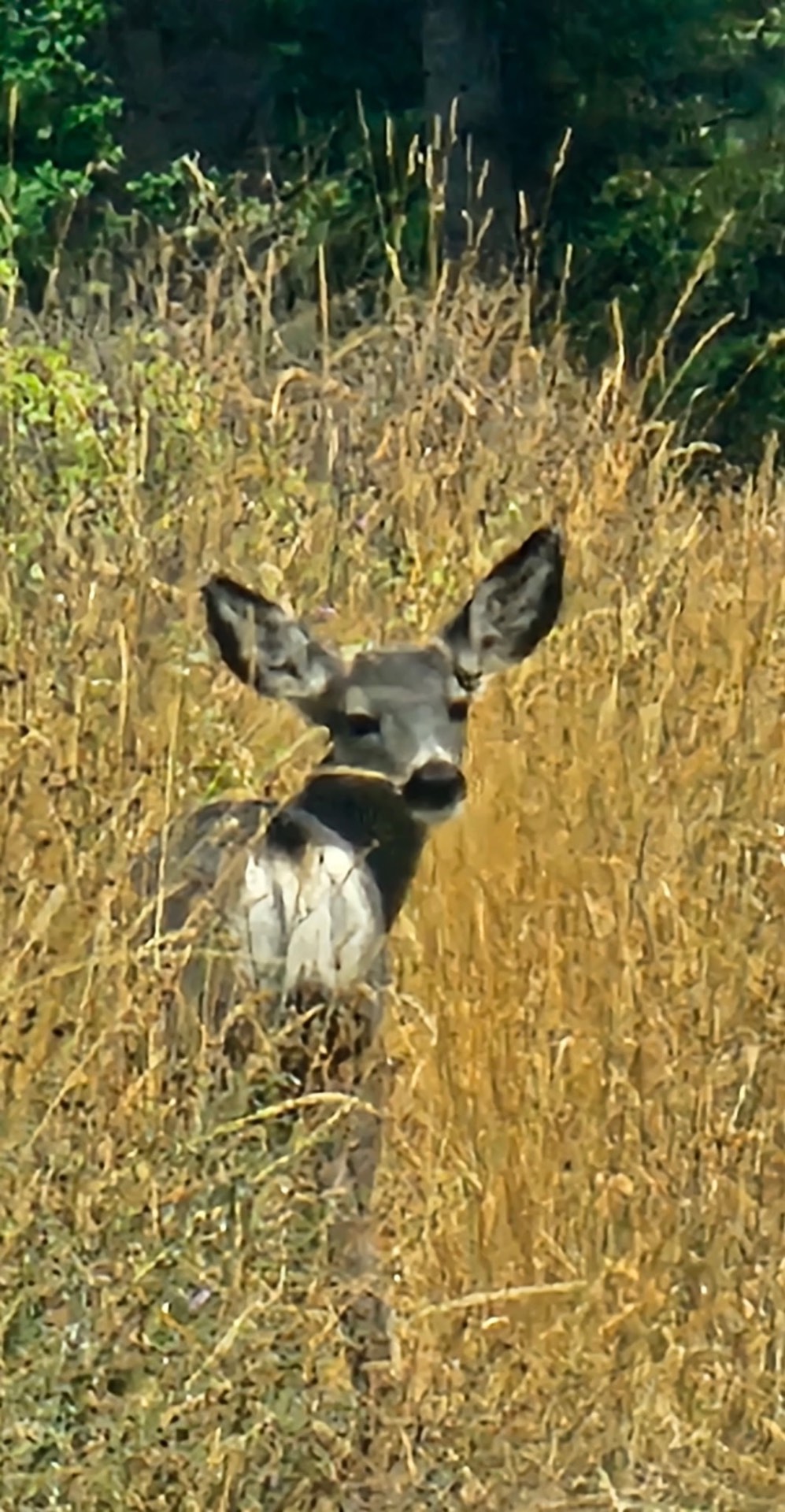Animals photo from Traveler's R&R Recreation Ranch