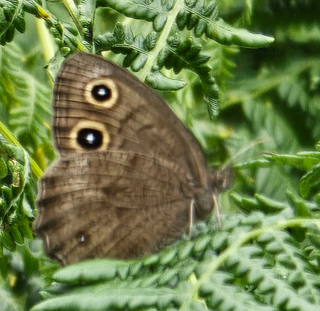 Pollinator Garden at Traveler's R&R Recreation Ranch
