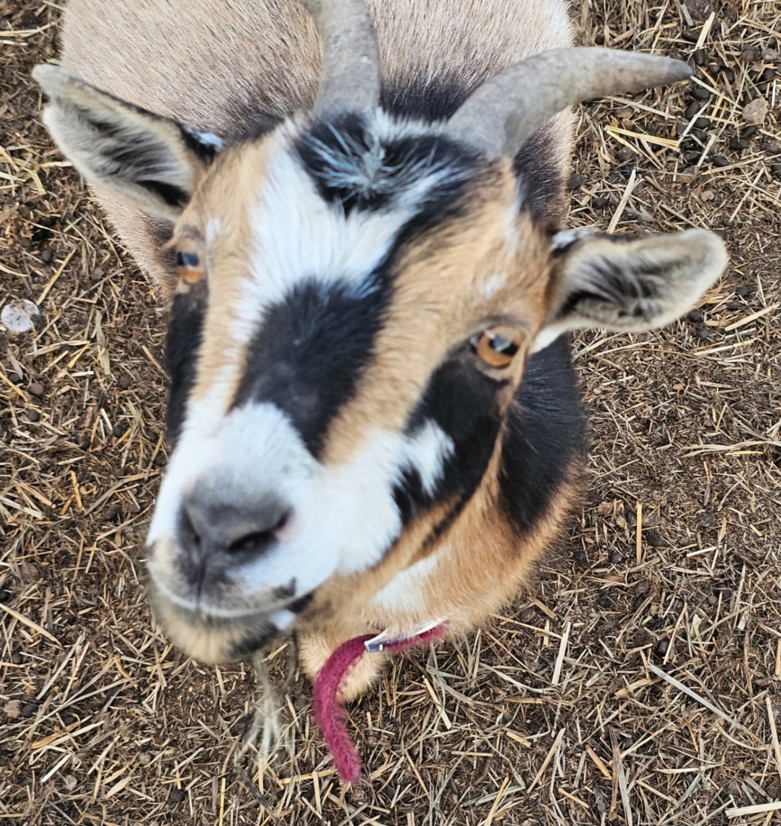 Animals photo from Traveler's R&R Recreation Ranch