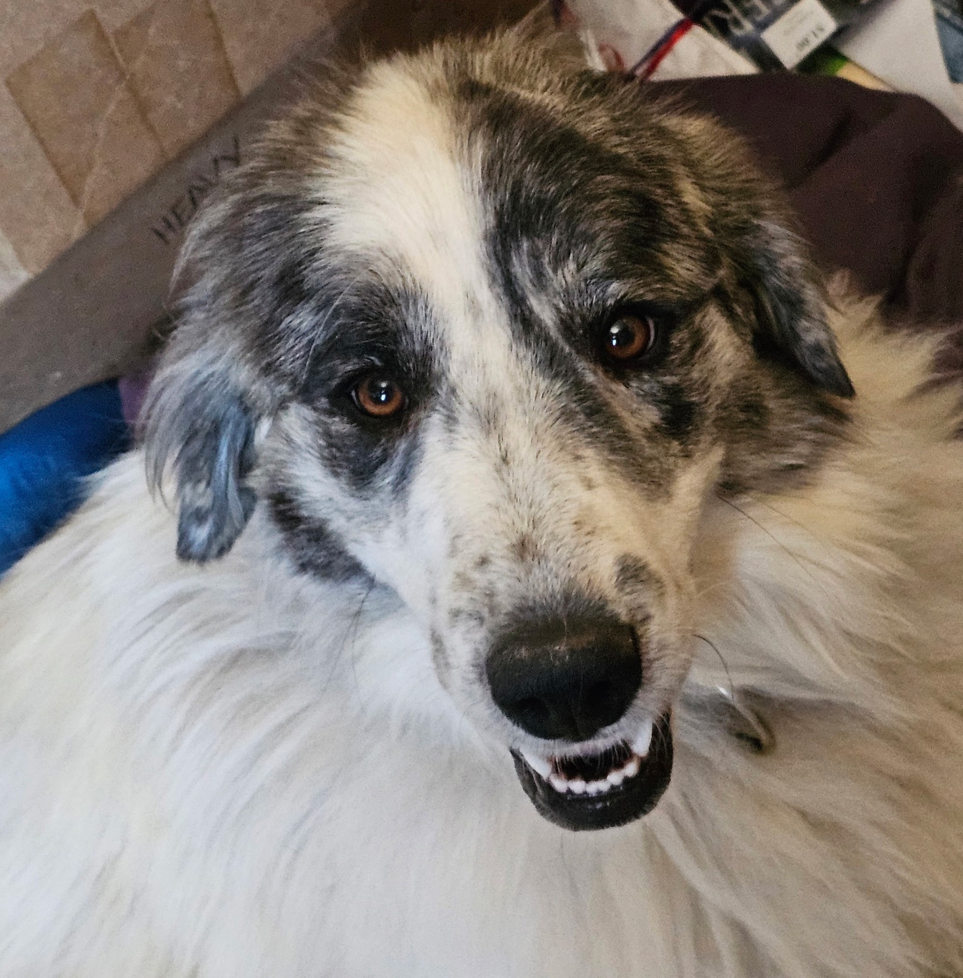 Frannie Fay — Great Pyrenees pup • Service dog in training