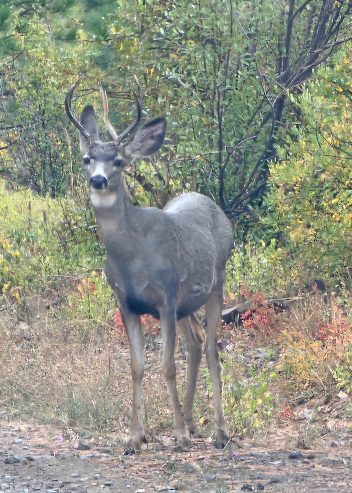 Animals photo from Traveler's R&R Recreation Ranch