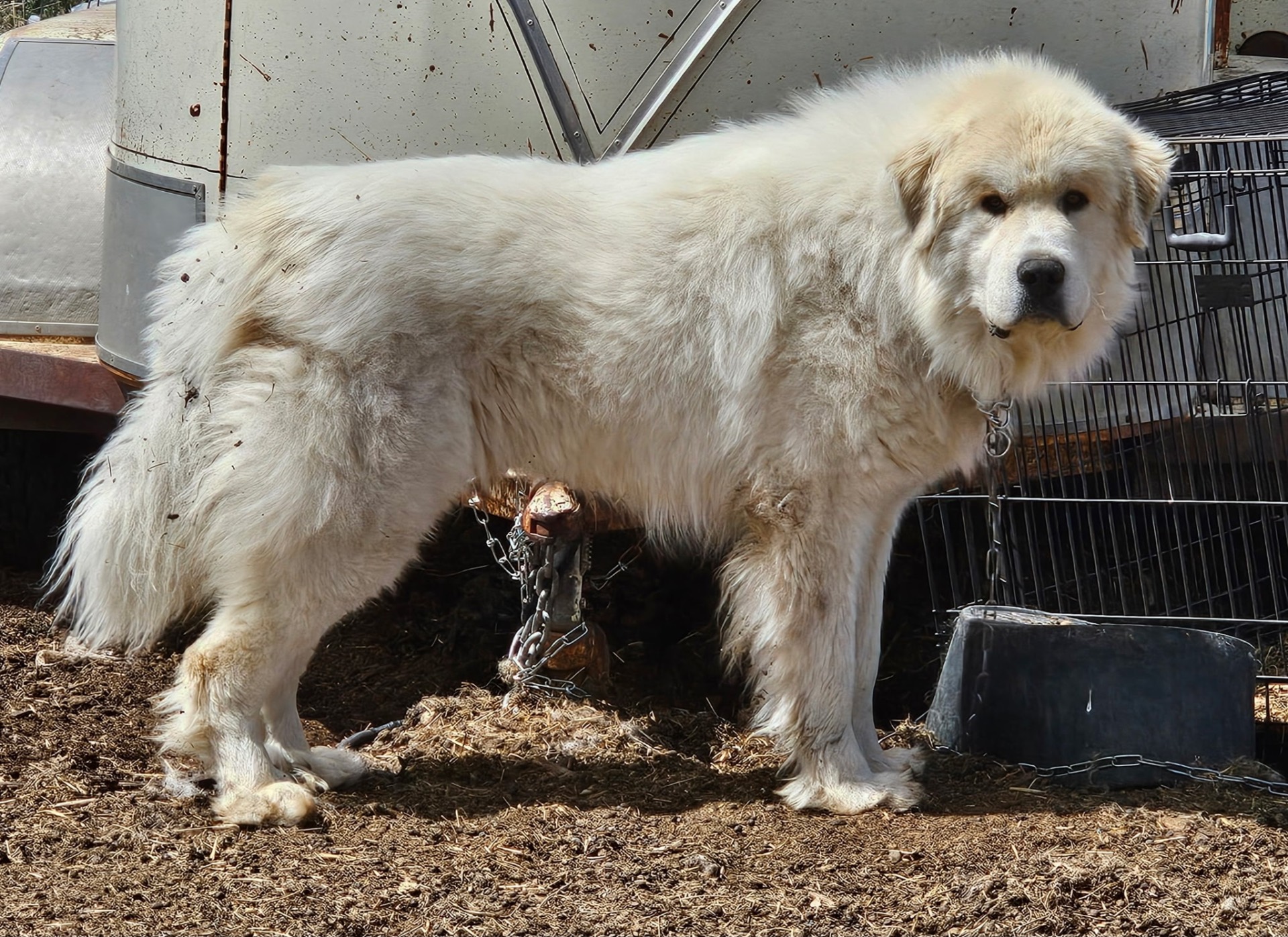 Alladdin — Great Pyrenees • Livestock guardian
